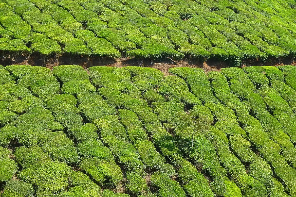 Kerala weather and landscapes by season