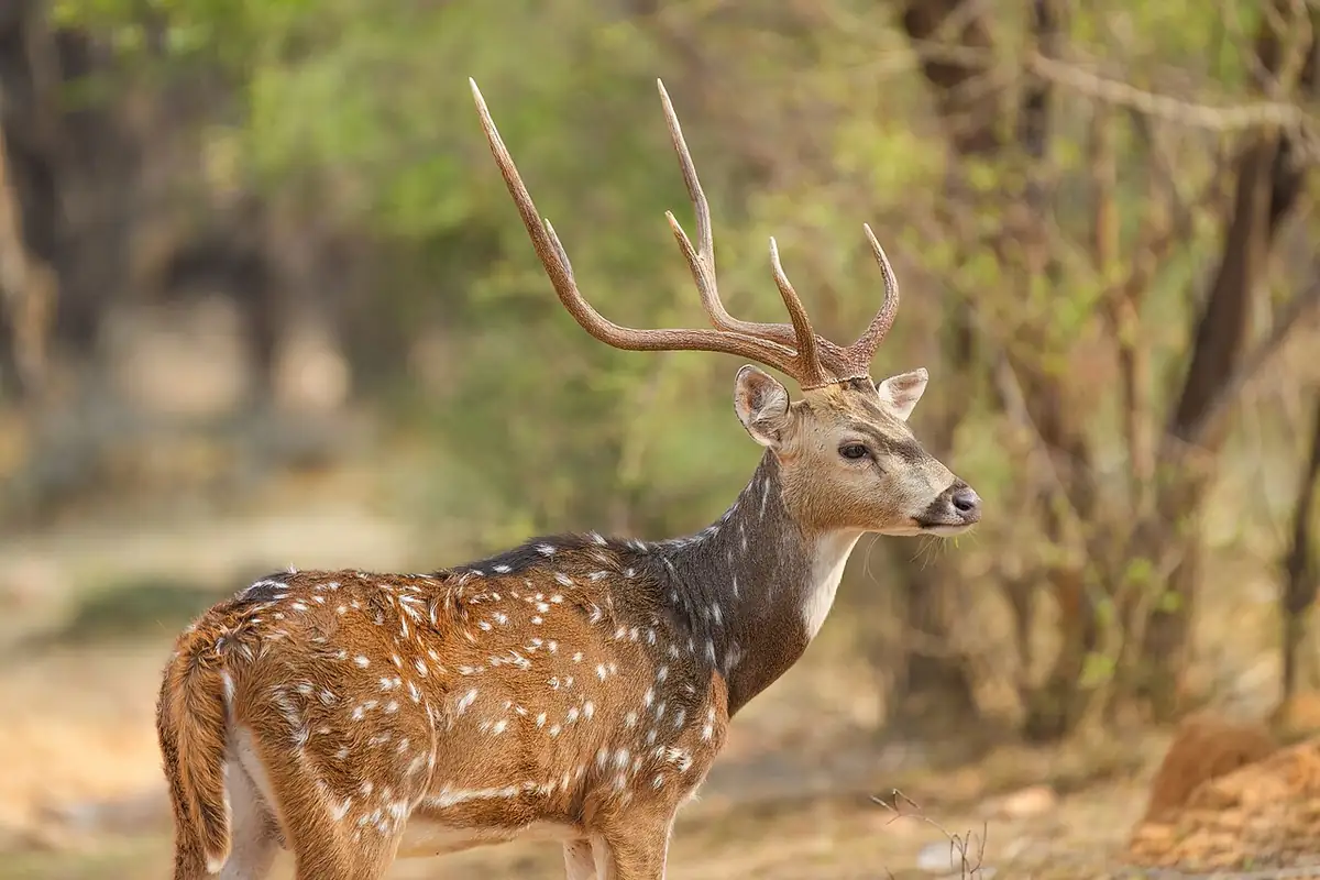 Rajasthan weather and landscapes by season