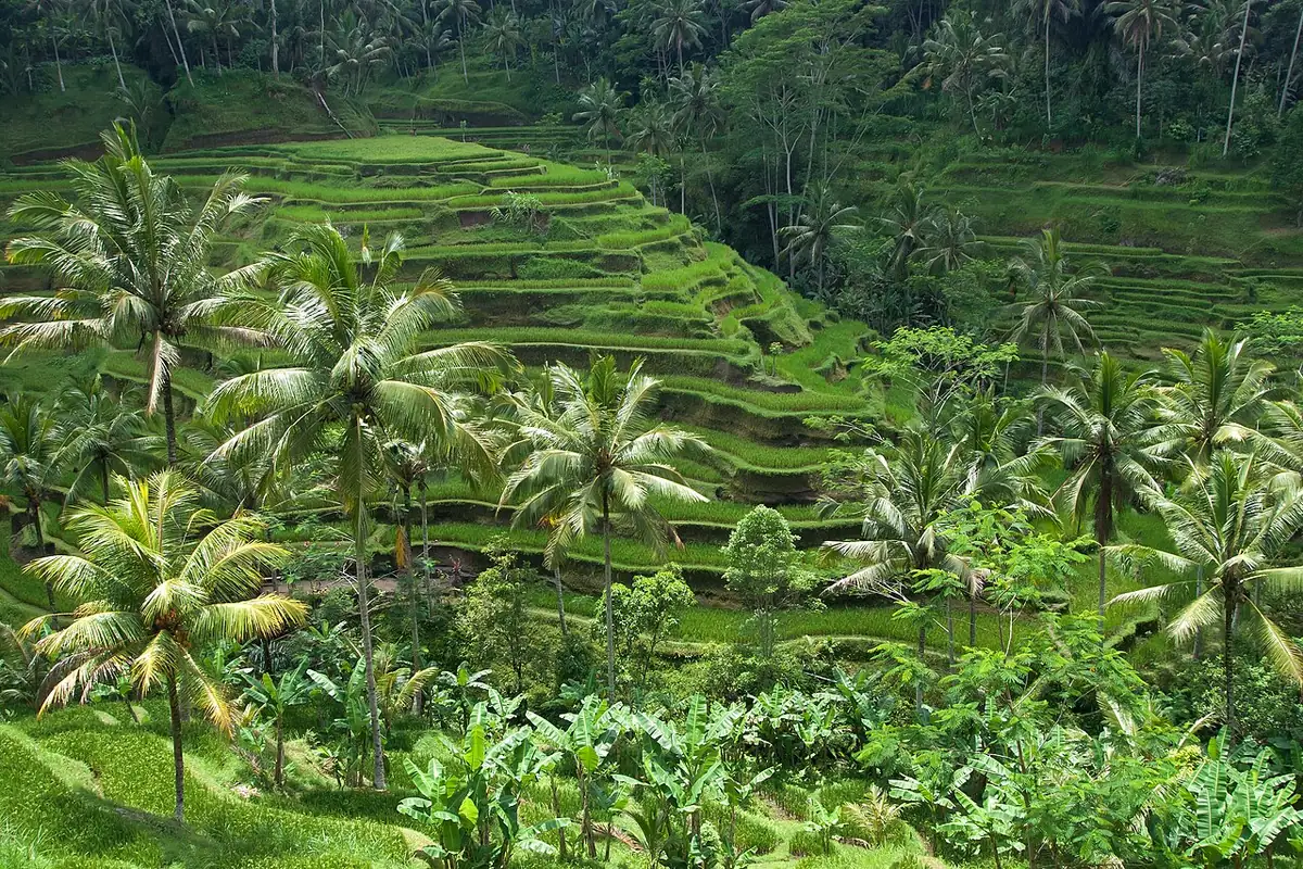 Day-by-day pacing ideas for Bali