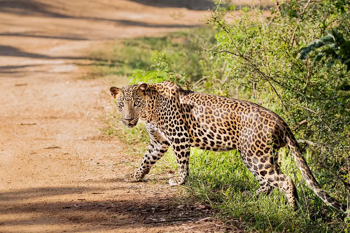 Day-by-day pacing ideas for Sri Lanka
